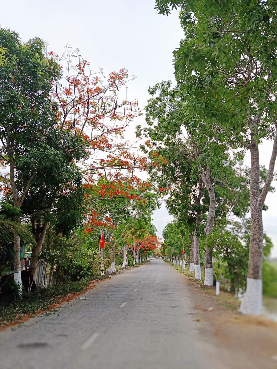 Rực sắc hoa phượng vĩ đường về Đền thờ Bác Hồ những ngày tháng 5 - 2