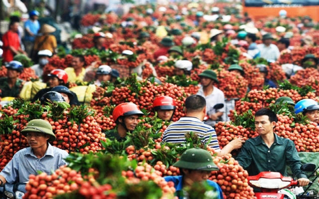 Slide - Điểm tin thị trường: Việt Nam xuất khẩu vải, nhãn đứng thứ 2 thế giới