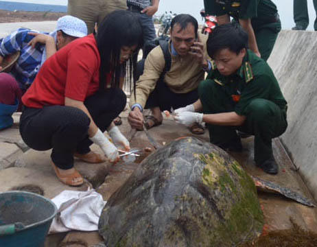 Cơ quan chức năng sơ cứu cho cá thể rùa biển.