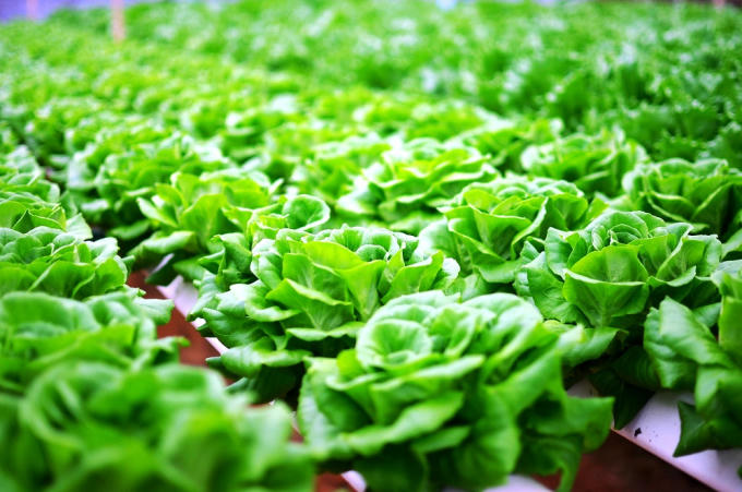 Với chương trình của VinEco, những mô hình sản xuất nông sản sạch đã nối tiếp nhau ra đời tại Lâm Đồng đem lại hiệu quả kinh tế cao cho người dân.