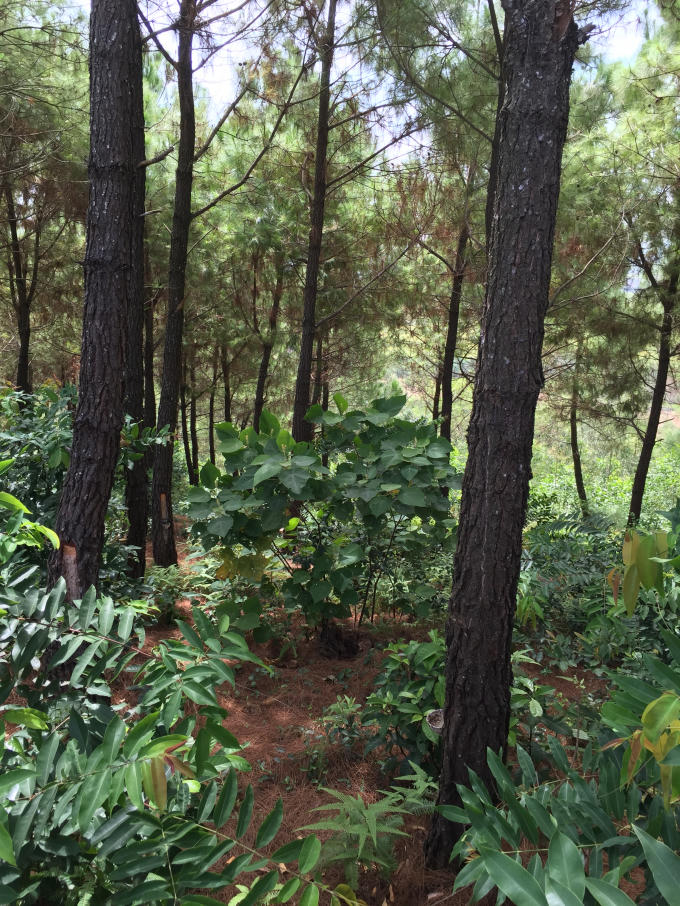 Cây thông nơi chị Hoa treo cổ đã bị đốn hạ.