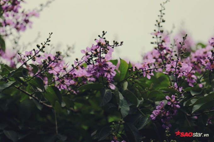 Những chùm hoa hướng thẳng về phía mặt trời.