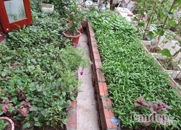 Những luống rau được chị Thơm chăm sóc cẩn thận.