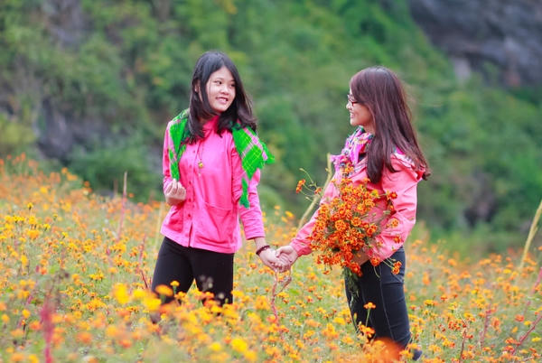 Cúc cam có mùi hăng nồng, như một thứ men tình ấm áp, dễ làm say lòng người. Hoa mọc nhiều ở phía sau cột cờ Lũng Cú, thung lũng Sủng Là,...