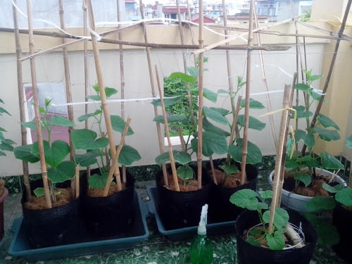 Đất trồng rất quan trọng đối với qu&aacute; tr&igrave;nh sinh trưởng của c&acirc;y dưa l&ecirc;.