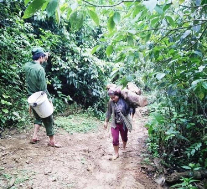 Người dân vác gỗ thơm từ trong rừng về nhà.