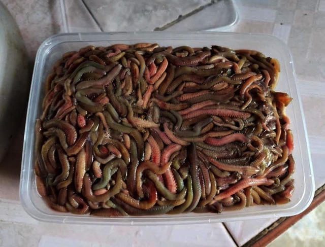 Rươi trên thị trường được bán với giá 600.000 - 700.000 đồng/kg.