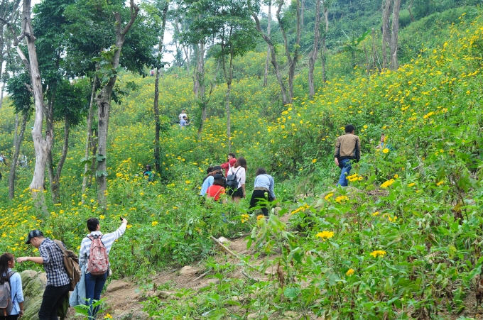 Ba Vì rực rỡ mùa hoa dã quỳ