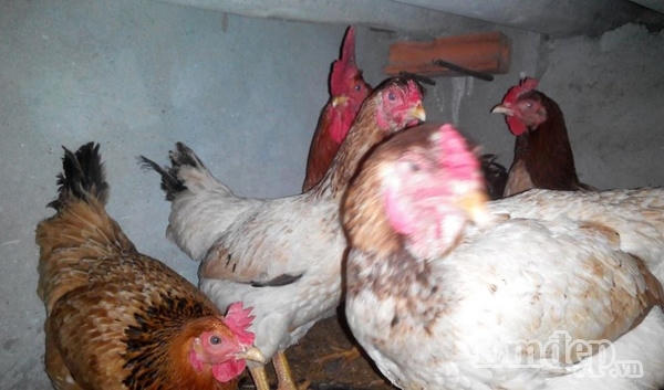 Ngỡ ngàng với vườn rau quả và bầy gà trên “nóc nhà” của bà mẹ Hà Nội