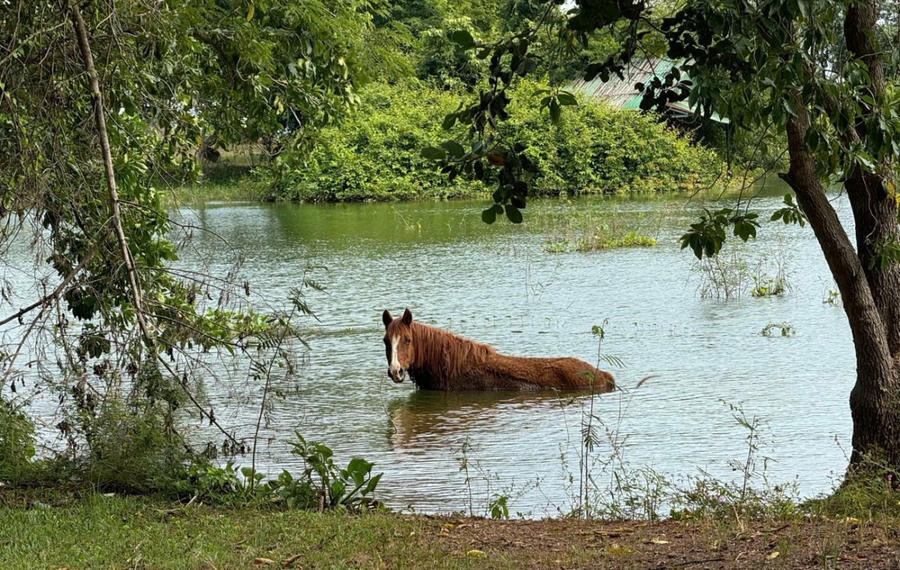 Ngựa lội nước giữa không gian tự nhiên, gợi hình ảnh linh vật gắn với những hành trình vượt qua trở ngại.