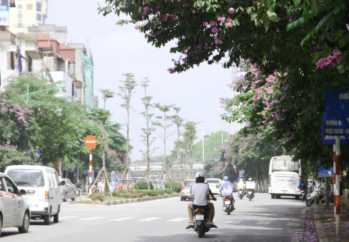 Do hoa có màu tím và nở trong tiết trời nắng nóng nên hiện nay Bằng lăng thường được trồng để mang lại cảm giác tươi mát cho nhiều tuyến phố.