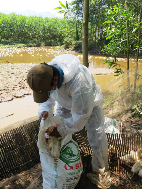Thu gom vịt nhiễm H5N6 để tiến hành tiêu hủy.