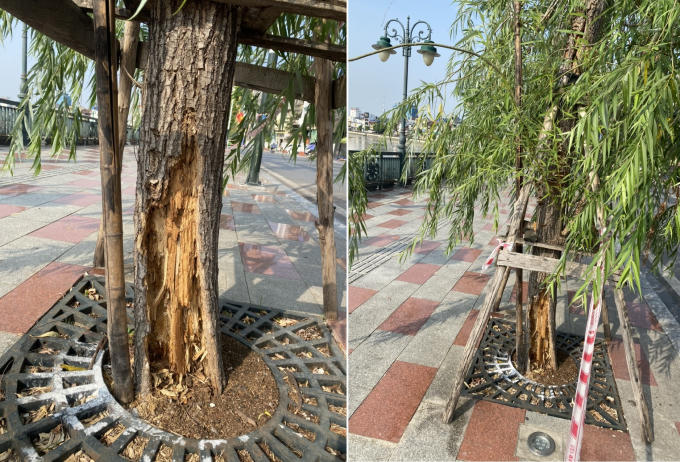 Thân cây liễu vẫn còn xanh nhưng bị mối đục quá nửa