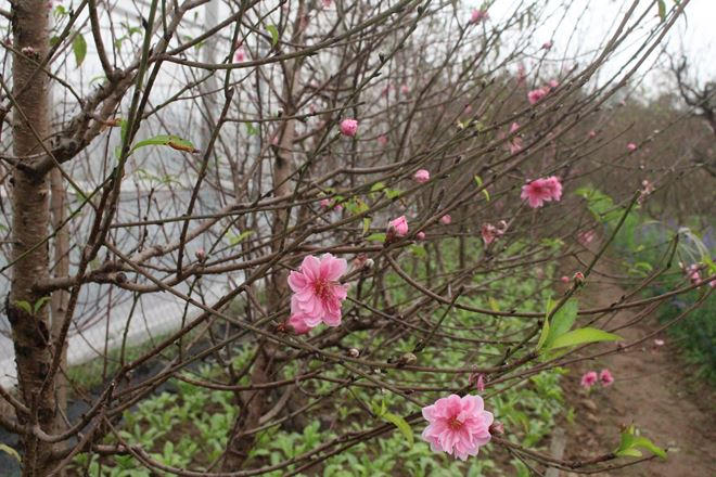 Đ&agrave;o b&aacute;n sớm mất gi&aacute;, mỗi c&agrave;nh đ&agrave;o chỉ dao dộng từ 50.000 &ndash; 100.000đ