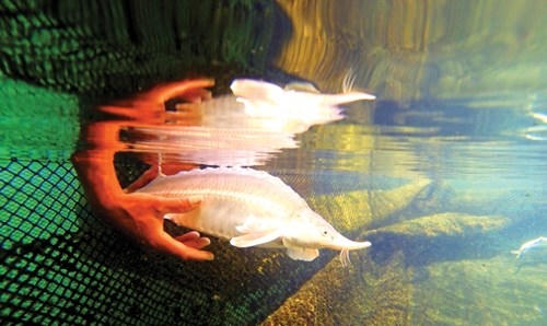 Cá tầm bạch tạng (Albino sturgeon) là loại đặc biệt quý hiếm (hàng nghìn con cá tầm mới có một con). Trứng loại cá này có màu vàng, giá giao dịch quốc tế khoảng 1,8 tỷ đồng/kg, gấp 50-70 lần trứng cá đen.