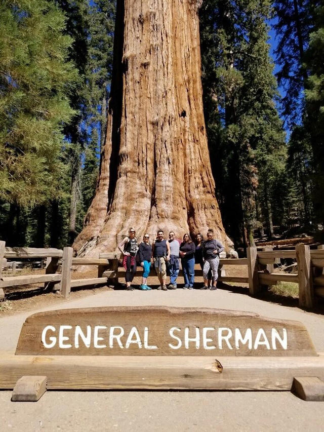 Cây General Sherman - tùng bách ước tính khoảng 2.300 đến 2.700 năm tuổi. Cây General Sherman này thu hút rất nhiều khách tới tham quan, chụp ảnh. 