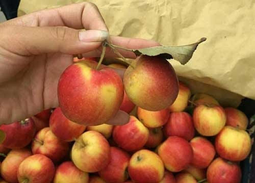 T&aacute;o đ&aacute; mini c&oacute; k&iacute;ch thước rất nhỏ, chỉ bằng quả mận tam hoa.