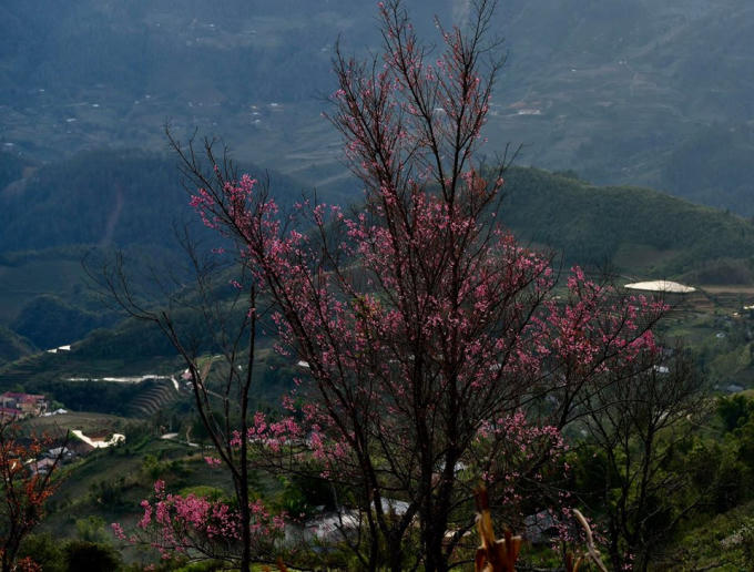 Rất nhiều người lần đầu đến Tây Bắc vẫn nhầm tưởng hoa Tớ Dày với hoa đào rừng.