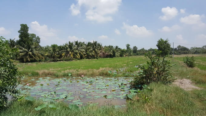 Đất sử dụng của người dân cũng bị "treo" vì dự án của Công ty Tín Nghĩa chậm triển khai.