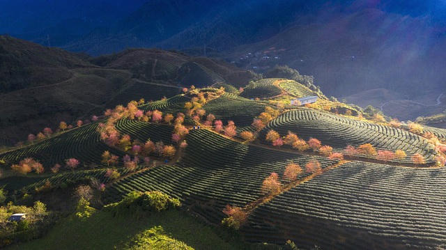 Bức “Tea Hill, Sapa town” (Đồi chè, thị trấn Sapa) của @nguyenvietcuong