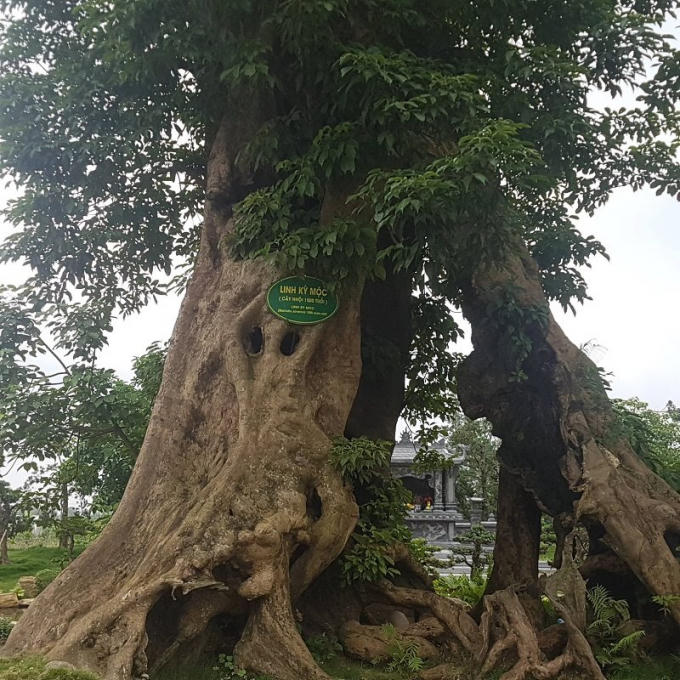 Cây Linh Kỳ Mộc được treo tấm biển 1.500 tuổi trong khuôn viên.