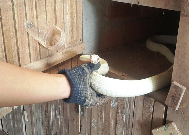 Nhiều người trả hơn 100 triệu đồng nhưng anh Điệp không bán mà để nuôi, nghiên cứu nhân giống.