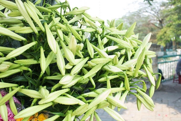 Đầu mùa, loa kèn được bán ở Hà Nội thường là hoa loa kèn 1 tai, loa kèn có nhiều tai hơn và nở muộn hơn một chút.