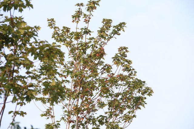 Những lá phong đỏ đang trong giai đoạn chuyển màu, nổi bật giữa tán cây xanh.