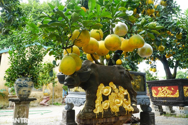 Còn những cây nhỏ phù hợp với việc bày trí trong phòng khách có giá dao động từ 2-3 triệu/cây.