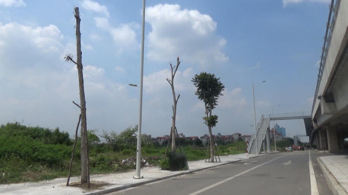 Trao đổi với lãnh đạo UBND phường Phúc Diễn thì được biết, số cây trên không thuộc diện quản lý của phường mà thuộc về ban quản lý dự án.