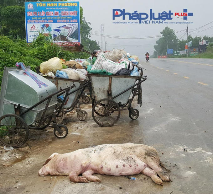Xác lợn nặng hàng tạ cũng được quăng ngay trên nền đường nhựa. (Ảnh: Tiến Vũ)