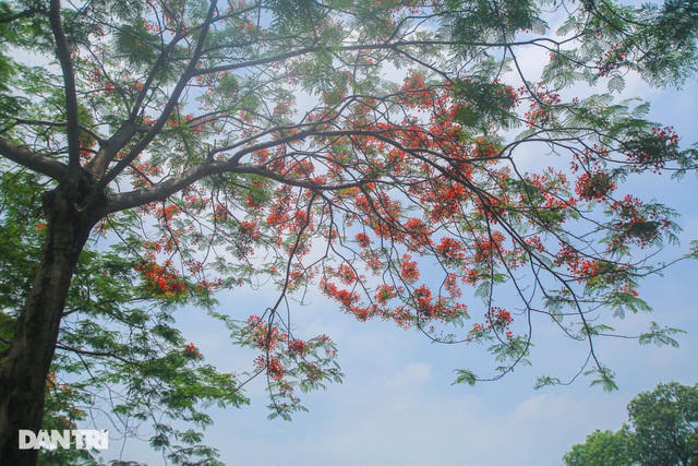 Những chùm hoa phượng nổi bật trên nền trời xanh biếc.