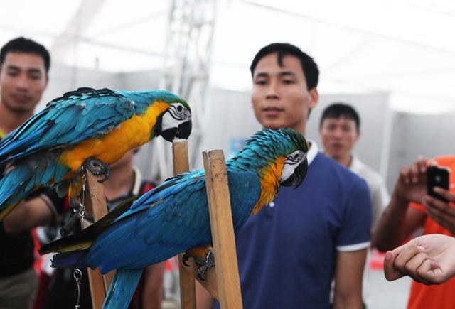 Hai chú vẹt Nam Mỹ cũng có giá lên tới vài ngàn đô.