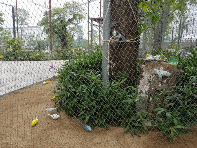Loài Yến Phụng khá dễ thương với vẻ ngoài sặc sỡ, nhỏ nhắn, nhanh nhẹn, nói nhiều, được các du khách nhỏ tuổi đặc biệt yêu thích.