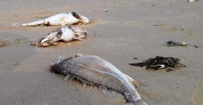 Cá chết trôi dạt bốc mùi gây ô nhiễm.