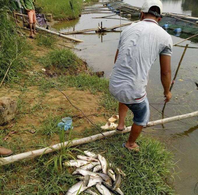 Người dân phải vớt cá chết đi chôn lấp tránh ảnh hưởng tới những con còn sống.