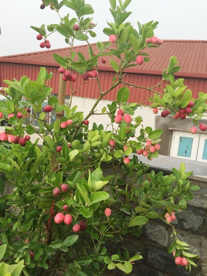 Ngoài phần sân trồng rau, nhà chị Tâm còn có sân thượng để trồng hoa, cây quả như cẩm tú cầu, xoài, ổi...