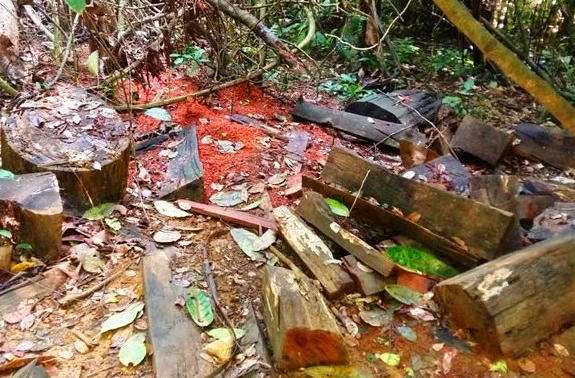 Nhiều gỗ quý thuộc rừng vùng lõi Khu bảo Tồn thiên nhiên Pù Luông tại bản Kịt (xã Lũng Cao, huyện Bá Thước) bị tàn phá không thương tiếc. (Ảnh: Nguyệt Sinh).