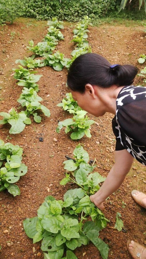 Chị Hà tự tay hái rau sạch .  Ảnh N.G