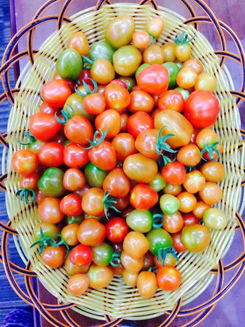 Rổ cà chua bi chi chít quả chín đỏ và hấp dẫn