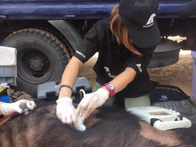 Bác sỹ Weng dùng máy siêu âm kiểm tra ổ bụng của gấu.