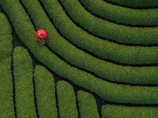 Bức “Red umbrella” (Ô đỏ) của @phamngocthach