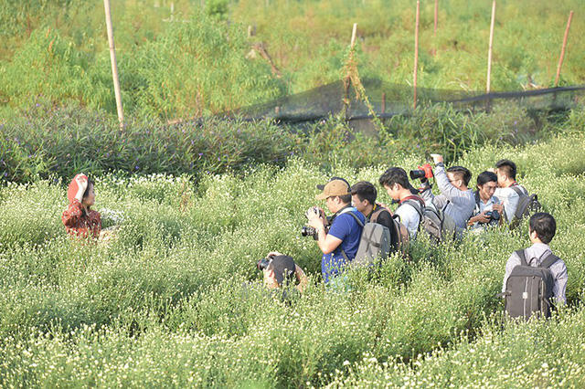 Các nhiếp ảnh và người mẫu của một diễn đàn hẹn nhau offline chụp ảnh tại vườn cúc hoạ mi.