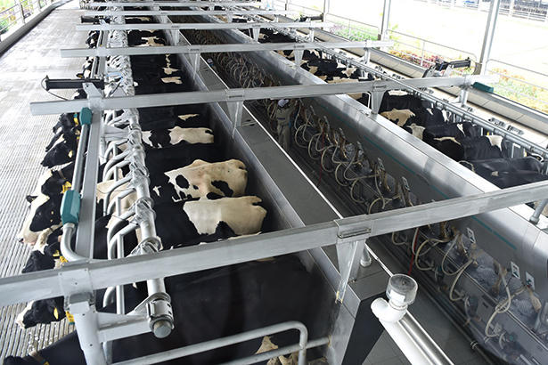 Trang trại ứng dụng công nghệ hàng đầu thế giới trong quy trình chăn nuôi bò sữa với mức tổng đầu tư lên đến 300 tỷ đồng với công suất 3.000 con bò sữa/năm.