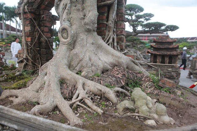 Với ông Hòa, những chiếc rễ của cây sanh bám vào cổng làng phải trắng tinh như thân. Đó mới thể hiện sự già cỗi, lâu đời như cây đa cổ thụ ở cổng làng. Đây cũng là một trong những lý do khiến ông chưa muốn bán cho bất kỳ khách nào