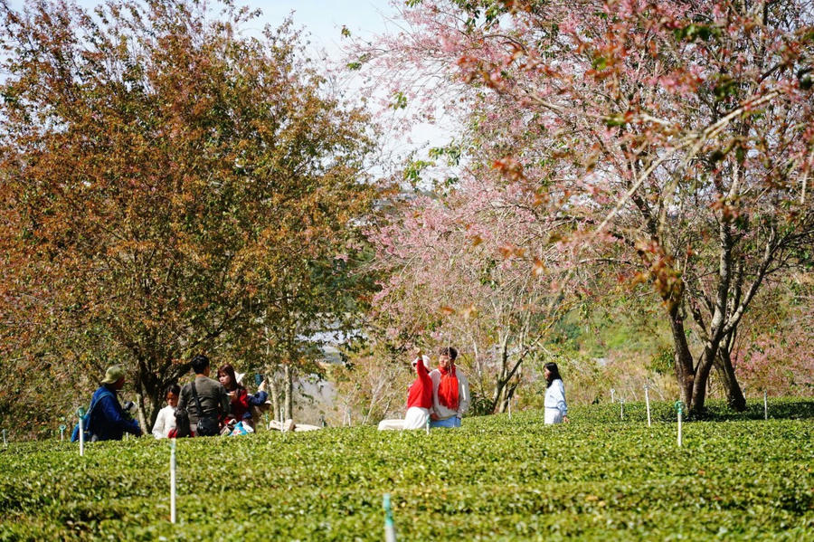 Du khách check-in với hoa Mai Anh Đào tại đồi chè Cầu Đất, Đà Lạt.