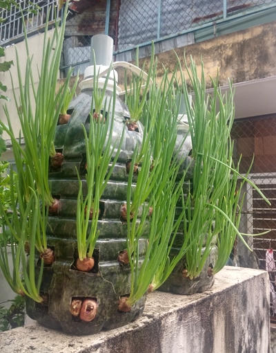 Ngoài rau trồng khí canh, anh Sơn còn làm thêm những bình trồng hành ngộ nghĩnh.