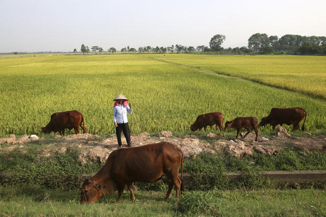 Một phụ nữa đang chăn thả đàn bò trên cánh đồng trải dài ngút tầm mắt ở xã Phúc Lâm.