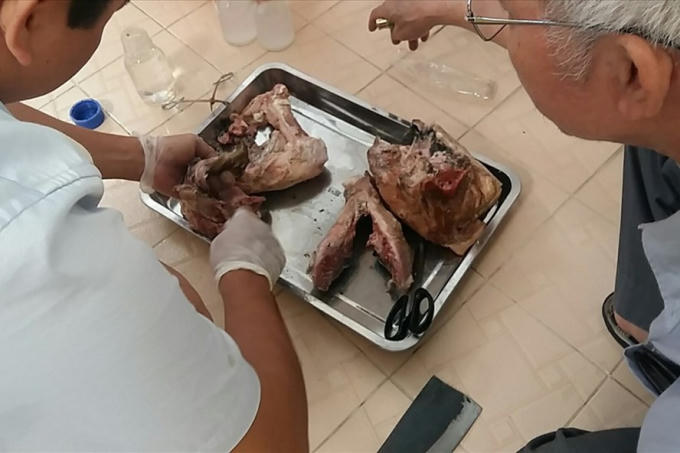 Phát hiện các mẫu thịt lợn bị nhiễm ấu trùng sán.