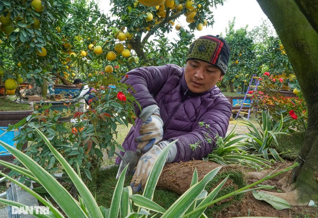 Trước Tết nguyên đán Tân Sửu khoảng 2 tháng, anh Chính bắt đầu làm các kỹ thuật gò cây, trồng cỏ, bón phân... để khách hàng mua về chơi Tết mà không phải chăm bón thêm bất cứ thứ gì, cây vẫn xanh tươi khoảng 4 đến 5 tháng.